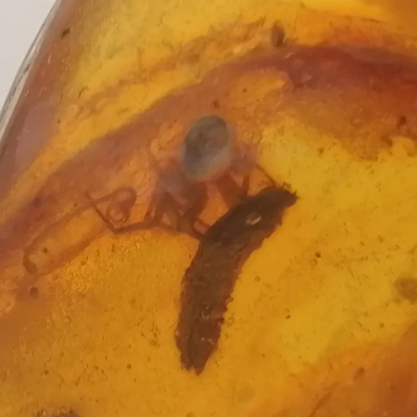 Pająk i mucha w bursztynie 46x30x14 mm